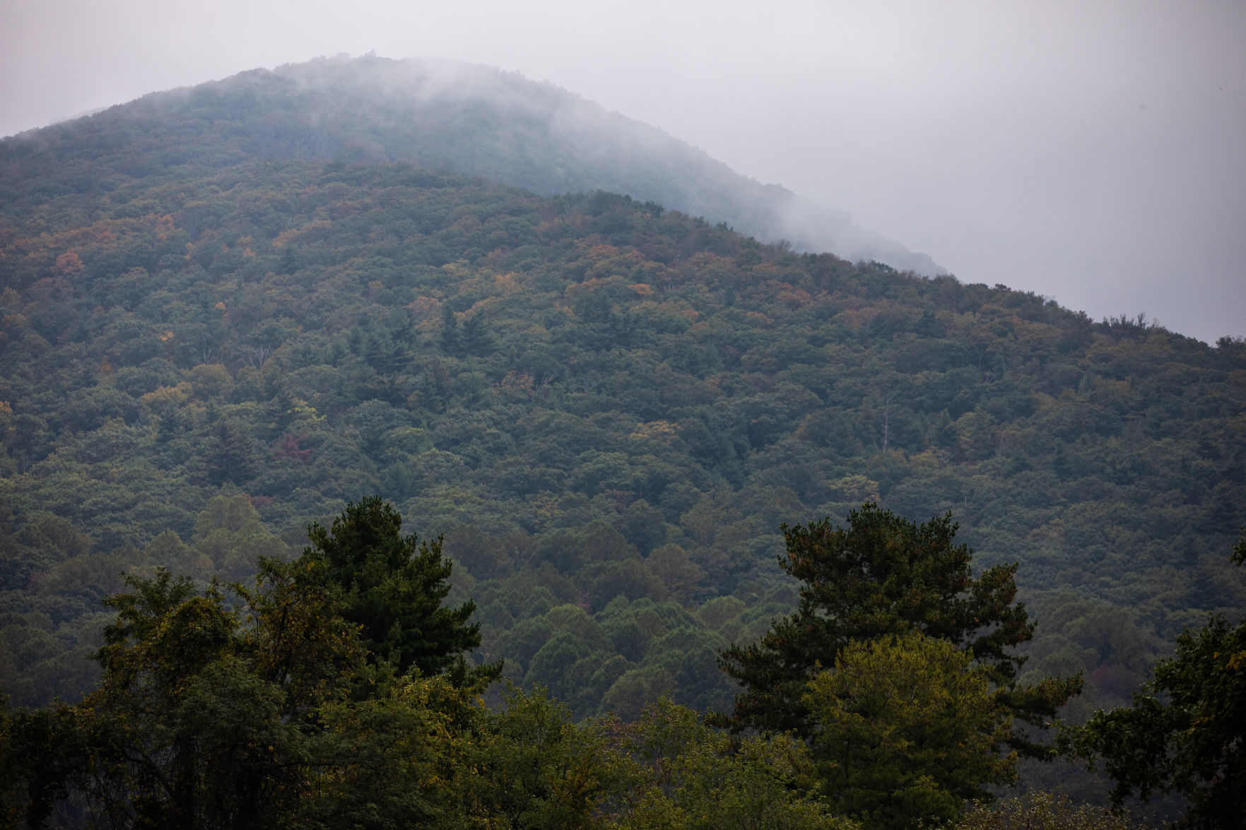 Leaves 12